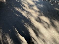 -墨尔本皇家植物园