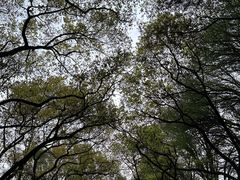 -上海共青森林公园