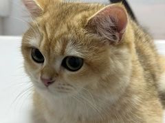 -御宝贝·A梦猫科宠物医院(国际猫友好医院)