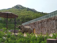 -青岛森林野生动物世界