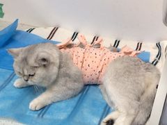 -纳吉亚猫专科动物诊疗中心(蒋宅口分院)