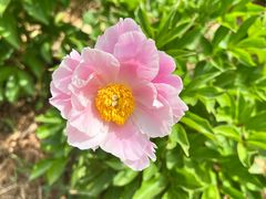 -洛阳郁金香牡丹园