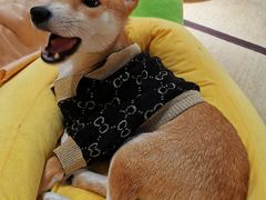 -逗柴咖啡屋·狗咖猫咖宠物桌游