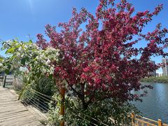 -长白岛森林公园