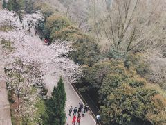 -武汉大学-樱园