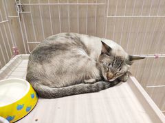 -藏猫猫咖啡主题馆(中央大道店)