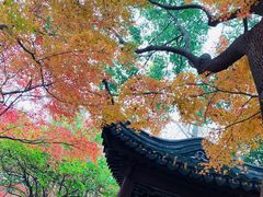 -秋霞圃