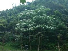 -田心森林公园