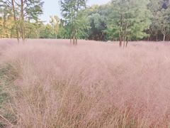 -昆山城市生态森林公园