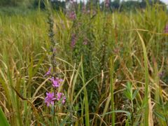 -三圣花乡旅游区