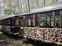 -合肥滨湖国家森林公园