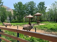 -大连森林动物园