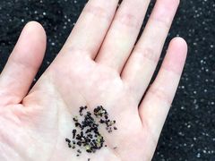 -夏威夷火山国家公园