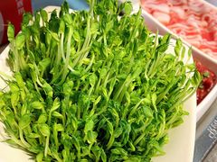 豆苗-海底捞火锅(新松江路店)