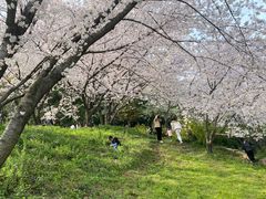 -苏州上方山国家森林公园