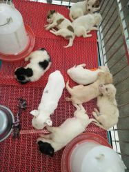 -萌宠亲子动物乐园(槐房万达店)