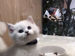 -屋虎猫馆(宝安大仟里店)