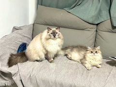 -艾吉宠物医院·疑难杂症转诊中心·猫友好(碧江路院)