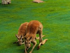 -西霞口神雕山野生动物世界