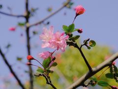 -顾村公园
