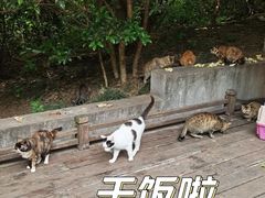 -紫金山山顶公园