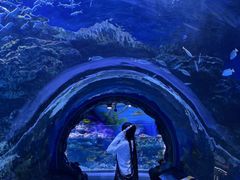 -海合安成都极地海洋公园