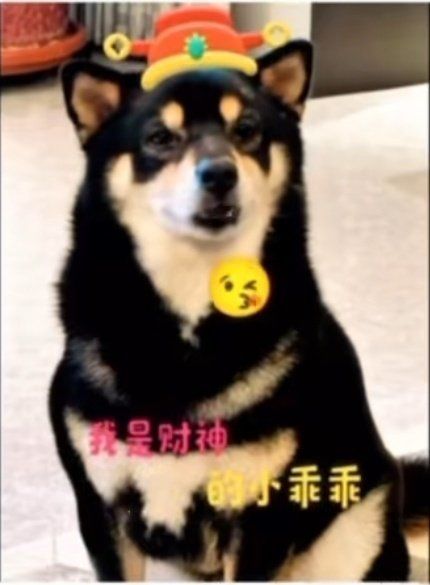 天天领红包可可爱爱柴六斤,肥肥胖胖小狗