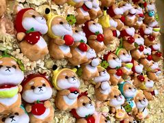 -柴犬高等学院·狗咖·柴犬售卖·宠物训练