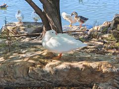 -长春市南湖公园