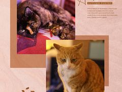 -Sirena海妖日咖夜酒