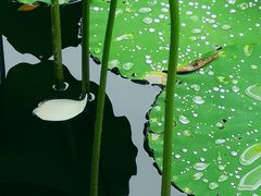 -荔湾湖公园
