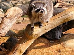 -大连森林动物园