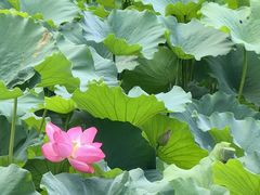 -王家渡火锅(三苏祠店)