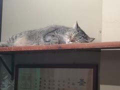 -猫咪博物馆(顶澳仔猫街店)