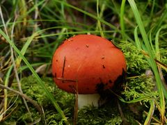 -峡谷浮石林景区