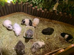 -藦茜花园宠物主题亲子互动体验馆(国顺东路店)