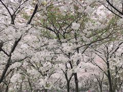 -武汉大学-樱园