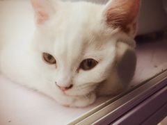 -喵的天空名猫咖啡馆·撸猫·猫舍·用品