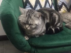 -团子家猫咪猫咖馆·柯基·柯尔鸭