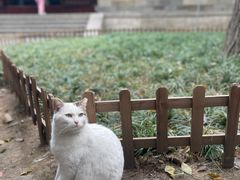 -西园寺素食(西园弄戒幢律寺店)