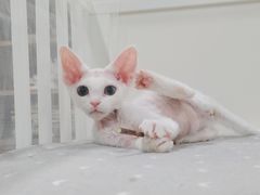 -十年猫舍·猫咪专门店(普陀店)