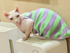 -MOCHA明星猫咖(田子坊店)