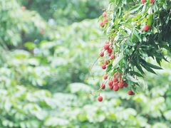 -福建鲤鱼洲酒店