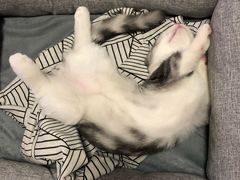 -袖虎·猫馆(体育西路店)