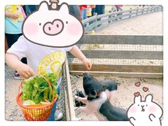 -前小桔亲子创意农场·草莓采摘·露营烧烤