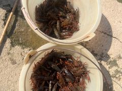 -同銮特种养殖场·龙虾垂钓