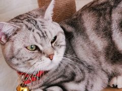 -平行世界·猫咖(首经贸店)