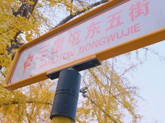-三里屯东五街银杏大道
