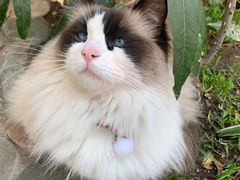 -喵屿·大理花园猫咖