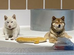 -柴务处·柴犬主题狗咖